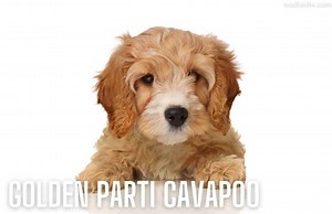 Cavapoo Pros And Cons [Ultimate List] - OodleLife®