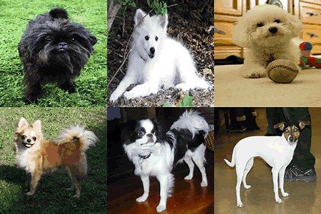 13 Small dog breeds under 10 pounds when fully grown