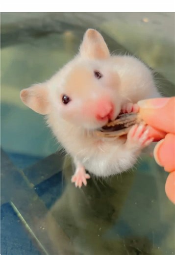 Creator Search Insights for Engaging Vlogs