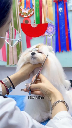 🐶Do you want to learn the key points of Asian style trimming in Maltese? Pay attention to Mr. Wu! 🙌I hope it can help you who want to learn. If you want to learn and improve your skills, you can talk to me.🥰🥰# Asian style # Pet groomer # Poodle lamb # Poodle Scandinavia # Grooming # Pet groomer Trim School # Pet groomer School # Paris International Pet groomer School # Pet Dying # Open Pet Shop # Paris Youchong International Pet gromming Trim School # Learn Pet groomer in China #dog groomer 