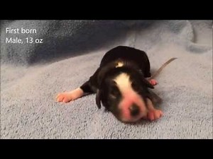 Newborn Cocker Spaniel Puppies