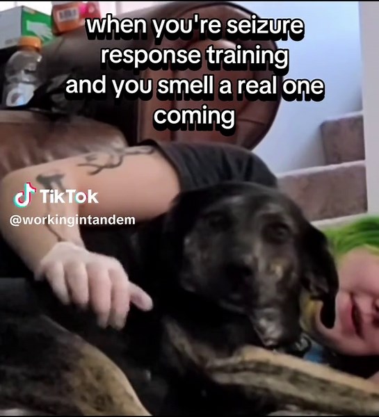 Service Dog Training for Seizure Response Explained