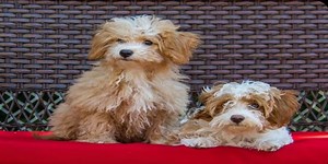 Havapoo (Havanese Poodle Mix) | Dog Info, Temperament, Puppies & Pics