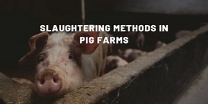 How Pigs Are Killed: Slaughter, Welfare & the Ethics Behind It
