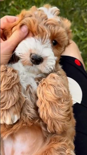 Meet Lola - Australian labradoodle puppy (the best breed ever) So amazing girl 🧡 #breeder #dog