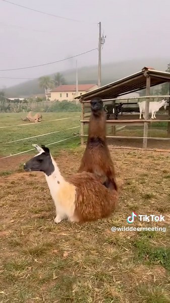 Two lovely llamas are having a peaceful meeting in nature. Their bond is full of love and understanding. 💕 In the end, a cute baby llama is born — a symbol of new life and happiness! 🍼🦙 This moment shows how beautiful nature can be when animals care for each other. 🌿✨ #Llamas #NatureLove #AnimalLife #BabyLlama #cuteanimals