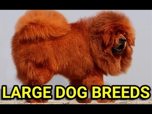 16 Largest Dog Breeds