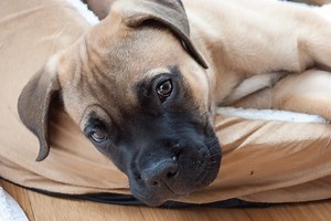 The 10 Best Big Dogs for Apartments | Canine Weekly