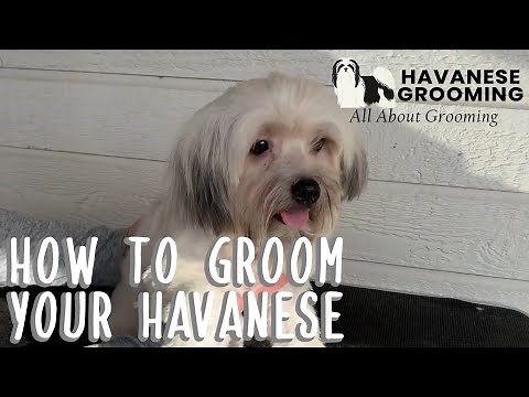 How to Groom Your Havanese