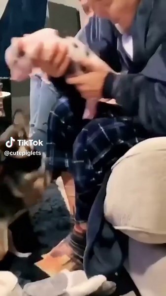 That sure didn't turn out well. 😬 #pig #pigs #pigsoftiktok #piglet #minipig Credit: 📷 Cute Pigs