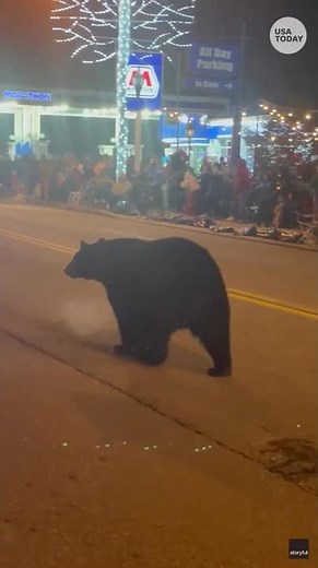 Paws-itively festive: bear steals show at holiday parade