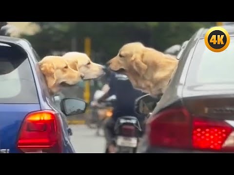 FUNNIEST Pets of 2025...So Far 😂 | BEST Animal Videos