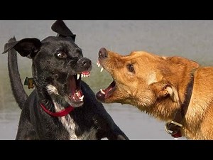 Dogs fight each other until death