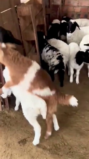 🐑 Cutest Sheep Ever! A Fluffy Dose of Happiness 💕