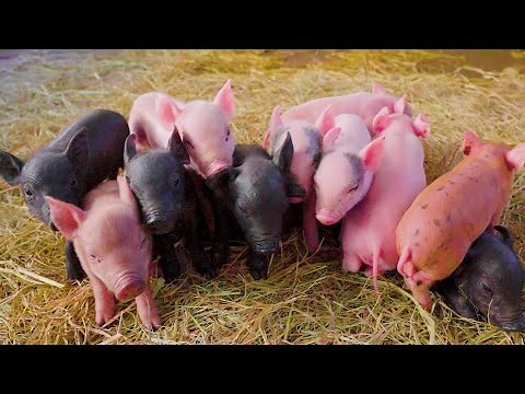 CUTE little Pigs - The sound of pigs squealing - Funny Pig animals