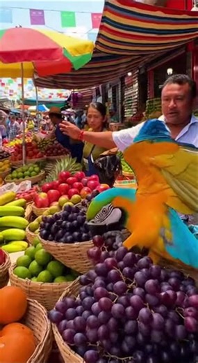 Hilarious Parrot Moments That Will Make You Laugh Out Loud