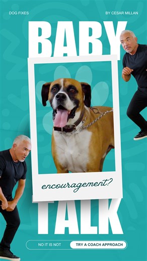A calm, coach-like tone builds trust faster than baby talk. Dogs follow clarity, not emotion. 🧘‍♂️🐕💡 Un tono en calma, como el de un guía, construye confianza más rápido que la voz de bebé. Los perros siguen la claridad, no la emoción. 🧘‍♂️🐕 | Cesar Millan