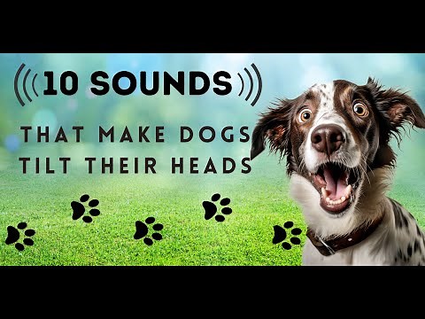 10 Sounds Dogs Love To Hear The Most TURN THE SOUND UP.... #dogsound #dogsounds
