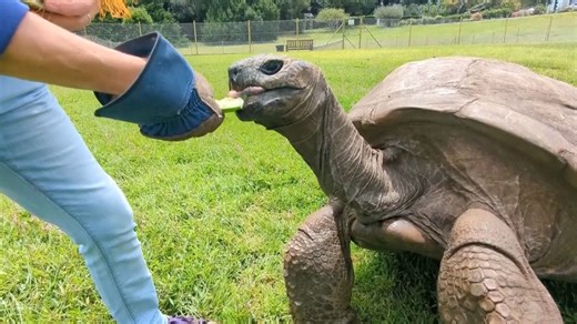 192-year-old St. Helena tortoise is world's oldest living land animal