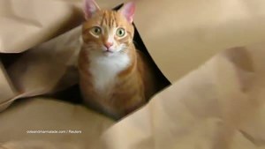 90K views · 150 shares | It's a paper party! | Animal Planet | Facebook