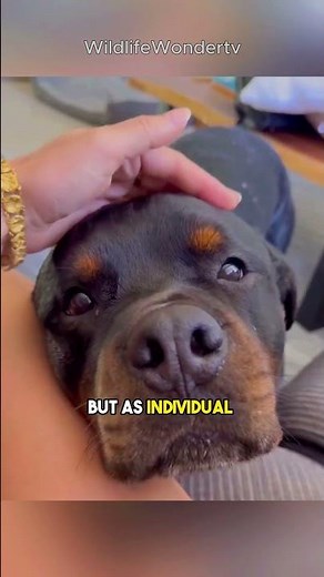 Rottweiler: One of the Most Dangerous Dogs? 🐾 #Rottweiler