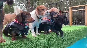 92K views · 6.7K reactions | Today was Small Dog Day at the Farm! It...