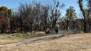 The joyful camel frolicking you didn’t know you needed today. 🐪🐪🐪 Last week, our three resident Bactrian camels at Saint Louis Zoo WildCare Park — Jasper, Opal and Sardonyx — became the first animals to explore the park’s 63-acre Woodland Safari pasture. Judging by those gallops, they approve! The pasture will be one of two centerpiece safari habitats at WildCare Park, the Zoo's conservation center and safari park in development in north St. Louis County. When the park opens in 2027, guided s