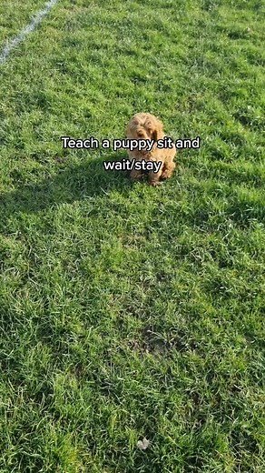 Puppy Sit & Wait Training: Cockapoo Edition