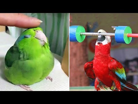 Smart And Funny Parrots Parrot Talking Videos Compilation (2023) - Cute Birds #25