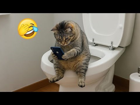 Best Cat Videos of the Decade 😻 Funniest Cats Compilation Ever!