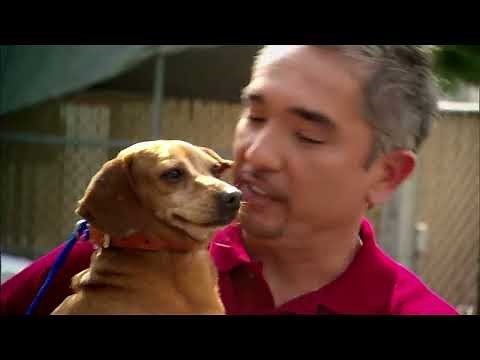 Welcome to Dog Whisperer With Cesar Millan | Official YouTube Channel