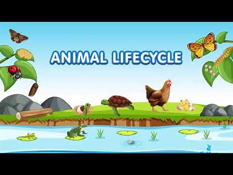 Animal Lifecycles for Kids | Learn About Animals and Insects Reproduction Cycle