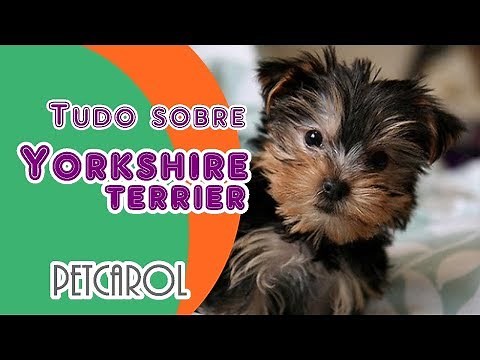 Tudo sobre Yorkshire VANTAGEM DE TER UM | Saiba tudo sobre a raça #petcarol