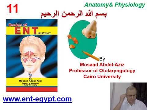 Nose 1 (Mosaad Abdel-Aziz): Anatomy & Physiology of nose and sinuses