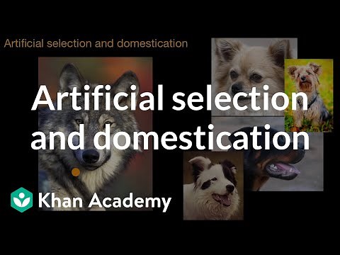 Artificial selection and domestication | Natural selection | AP Biology | Khan Academy