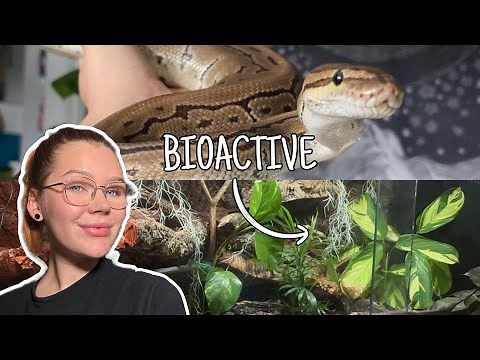 This Bioactive BALL PYTHON Enclosure is Unreal!.. | Full Set Up and Walkthrough