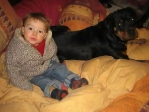 Rottweiler Behavior: Your Complete Guide to Real Rottie Behaviors