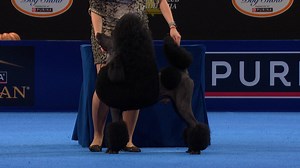 2024 NDS: Standard Poodle