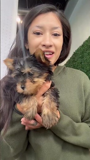 Meet Our Teacup Yorkie Puppies #forsale