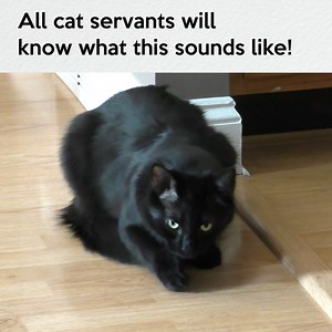 They need to make an alarm clock with this sound, nothing gets us moving faster! Do YOUR cats get many hairballs? ... Thankfully they're not a big issue for us, Cole used to get them more frequently despite brushing him regularly... You can also use gels like this that help im many cases: https://bit.ly/HairballGel #CatHealthMonth #Hairball #CatServants | Cole & Marmalade