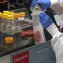 Video: Controlled-release of Chlorine Dioxide in a Perforated Packaging System to Extend the Storage Life and Improve the Safety of Grape Tomatoes