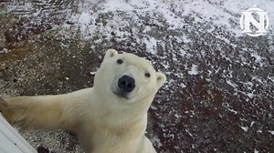 318 reactions · 32 shares | Encounter the King of the Arctic Up Close on the Trip of a Lifetime. Oct & Nov Departures, 6 Day Trips From $6995. | Natural Habitat Adventures | Facebook