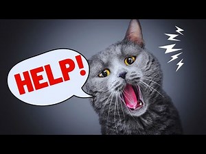 12 Signs That Your Cat Is Silently Asking for Help | Cat Facts