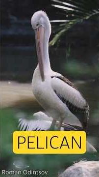 What's in the Bag | Pelicans #wildlife #birds #facts #animals #nature