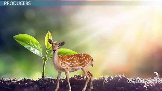 Matter & Energy Transfer in Ecosystems: Lesson for Kids