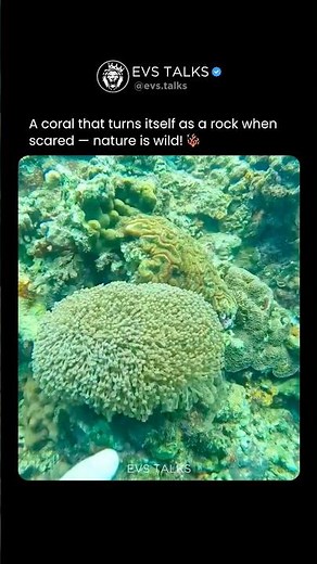 This Coral Turns Into a Rock When Scared 😳🪸 | Nature’s Genius Defense!