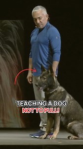 Training Tip Tuesday: Teaching a German Shepherd NOT TO PULL. Have you ever stopped to think and thought, "hm, I wonder what this dog is thinking and feeling?". In this video, I help a group of people understand what issues a dog may be feeling from their point of view. Come see Live Dog Demos like this one at the link in our bio at the Pack Leadership Community. - Consejo de Entrenamiento del Martes: Enseñando a un Pastor Alemán a NO JALAR. ¿Alguna vez te has detenido a pensar: "Hmm, ¿qué estar