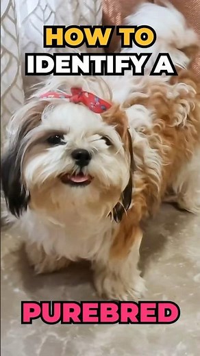 Mixed vs Pure Breed Shih Tzus