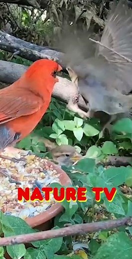 ⭐ Bird Friends Playing - Best Cat TV - Birds for Cats to Watch - Bird Videos for Cats - Bird Sounds