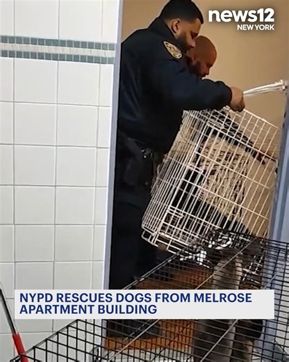 DOG RESCUE: Inside the apartment building officers found eight dogs living in unsanitary conditions with no visible food. https://newyork.news12.com/nypd-rescues-dogs-from-melrose-apartment-building | News 12